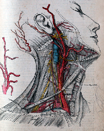Illustration from Henry Gray’s publication Gray's Anatomy, 1918, lithograph plate, Mary Evans Picture Library, London. ©King's College London / Mary Evans. Image: Mary Evans/Scala, Florence.